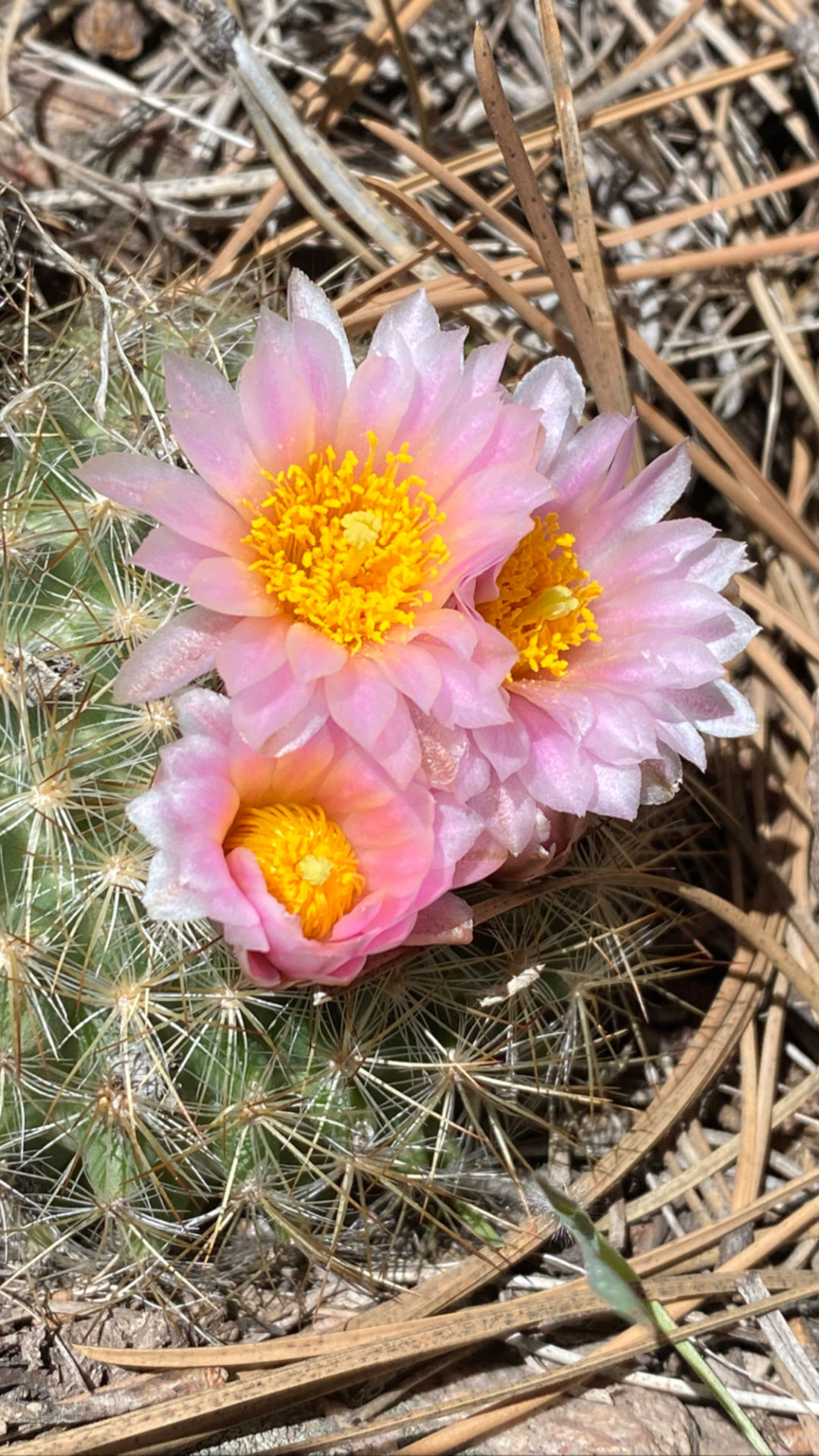 Mountain ball cactus